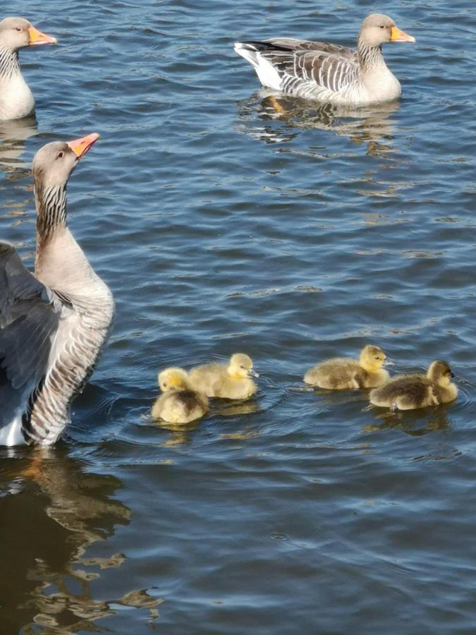 Отель Fitschen Am Dorfteich Веннингштедт Экстерьер фото